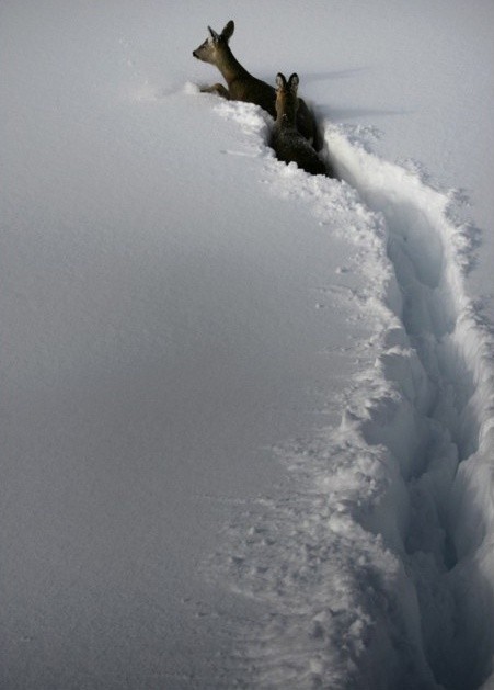 Photo:  deep snow